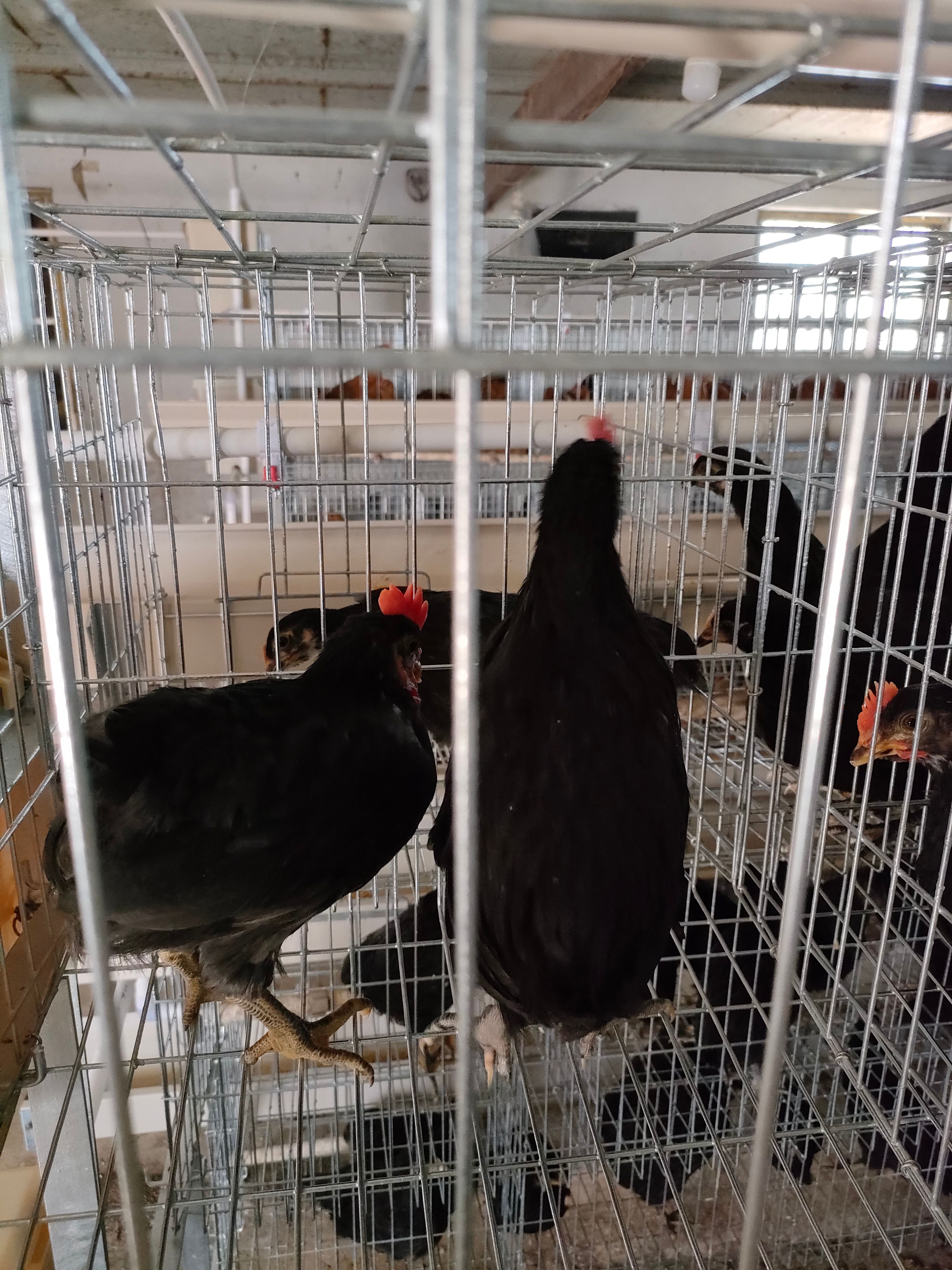 黑羽绿壳蛋鸡苗  绿壳蛋鸡苗