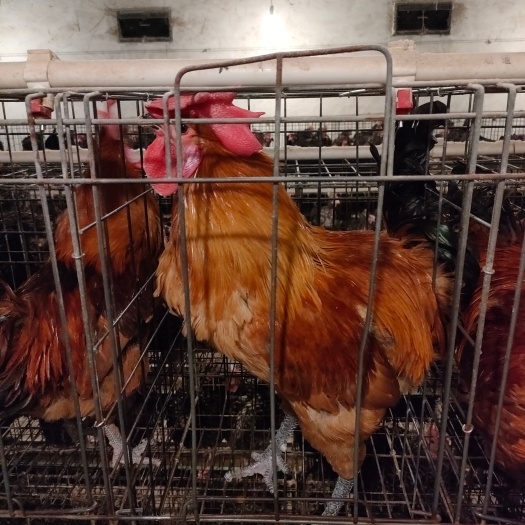 汶上县青腿土鸡苗 土公鸡苗 笨公鸡苗 红公鸡苗 黑腿土鸡苗（公苗）