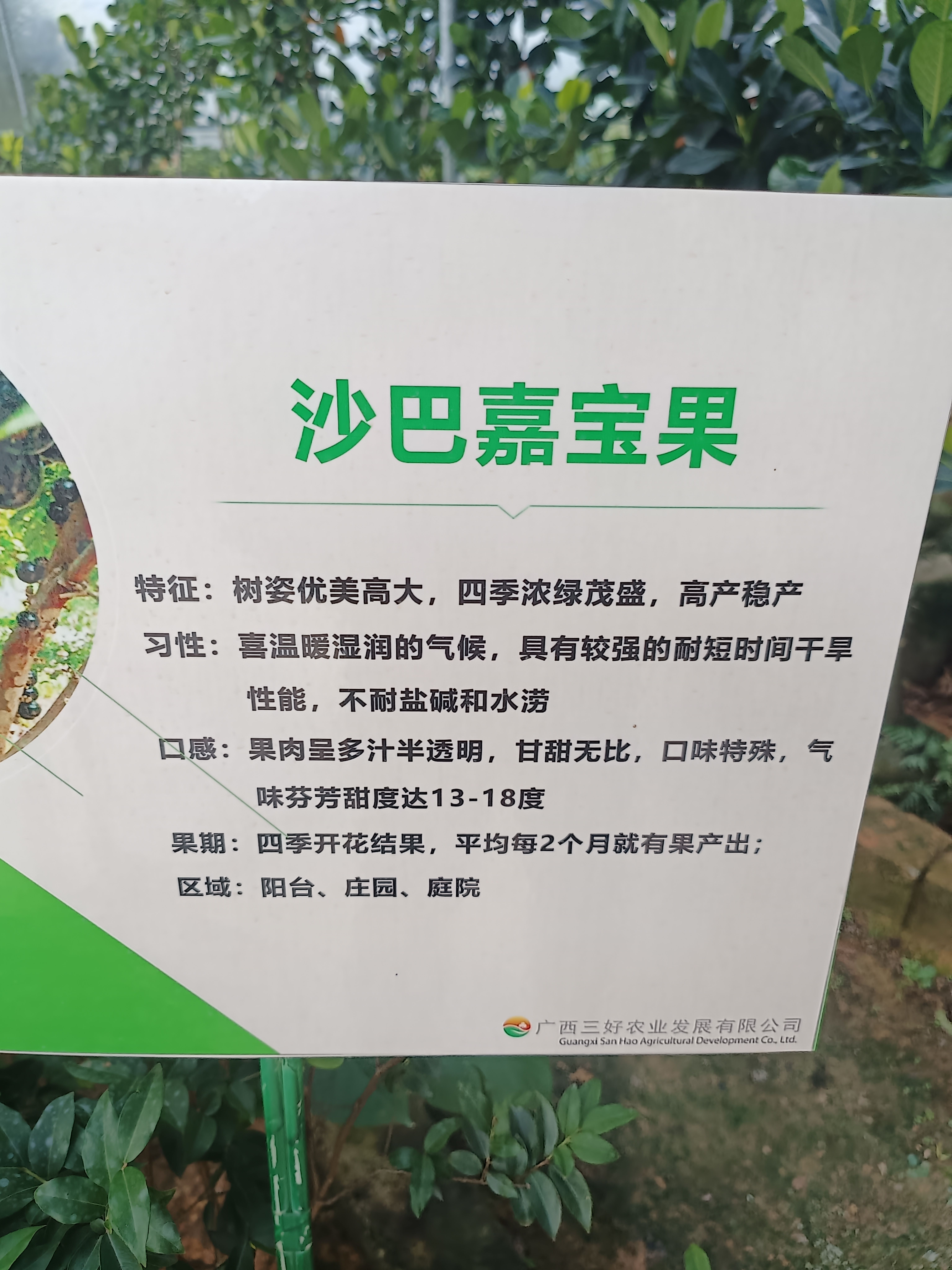 嘉宝果苗 实生苗 容器苗