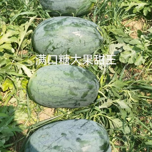 夏邑县满口糖大果甜王西瓜种子，中早熟抗重茬，大红瓤，甜度13～15