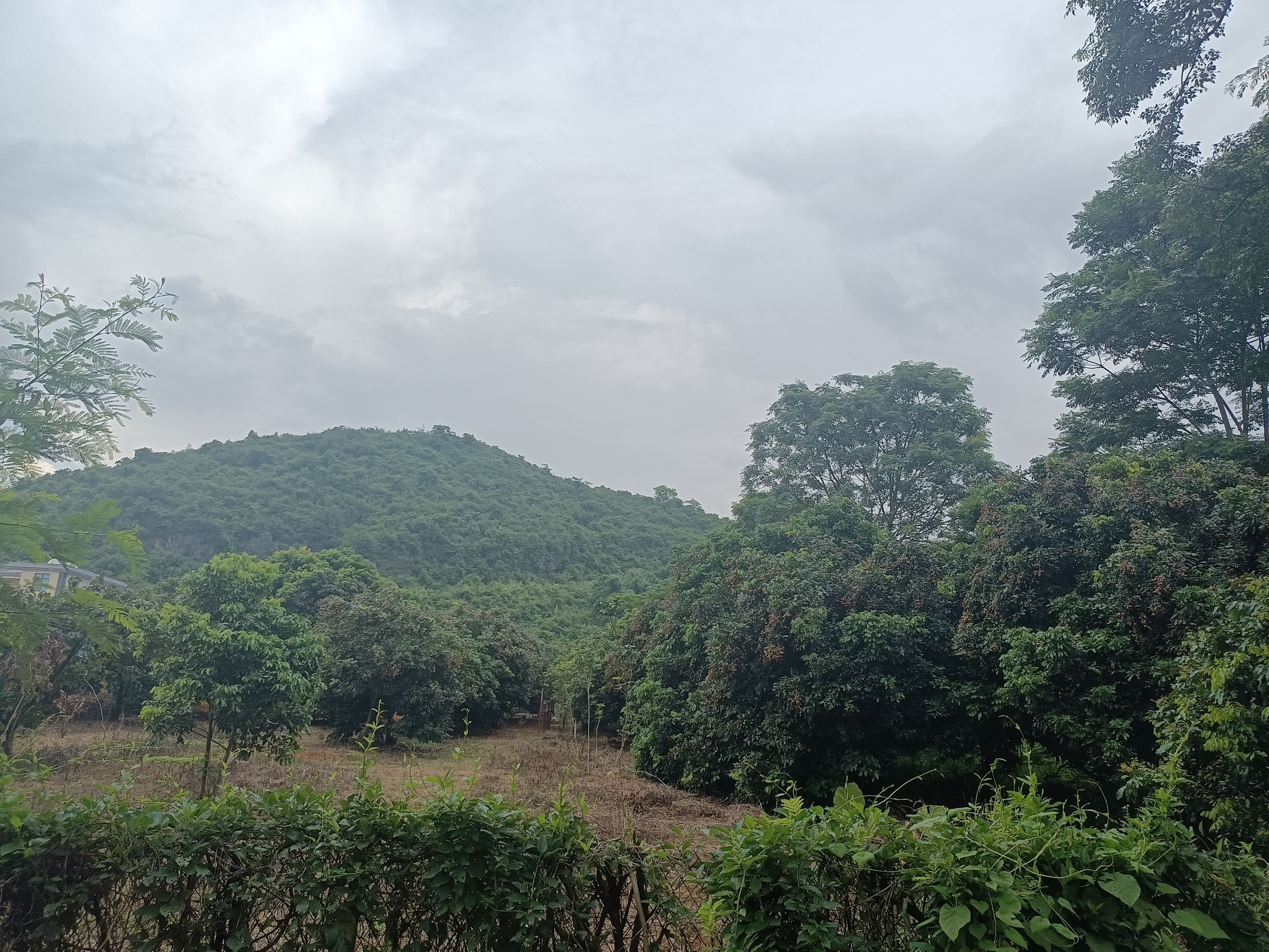 龙眼 代购龙眼   广东英德市望埠镇龙眼上市中