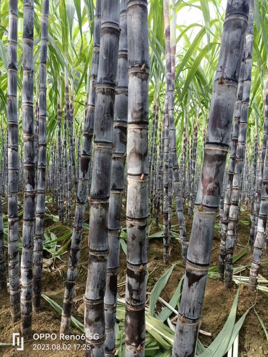 广西黑皮甘蔗、万亩产地直销