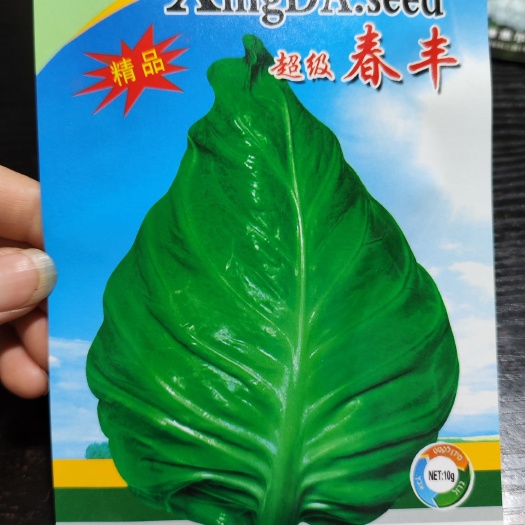 眉山杂交精品春丰牛心甘蓝种子 牛心型春甘蓝种子