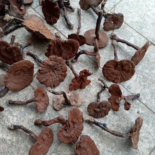 寻乌县林下灵芝