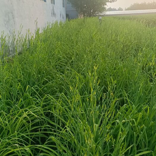 聊城出售黄花菜种苗