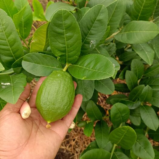 广州广东香水柠檬