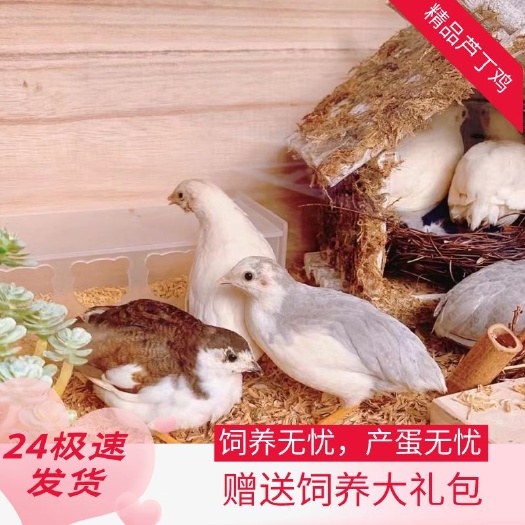 长沙芦丁鸡活体种鸡可一件代发招加盟