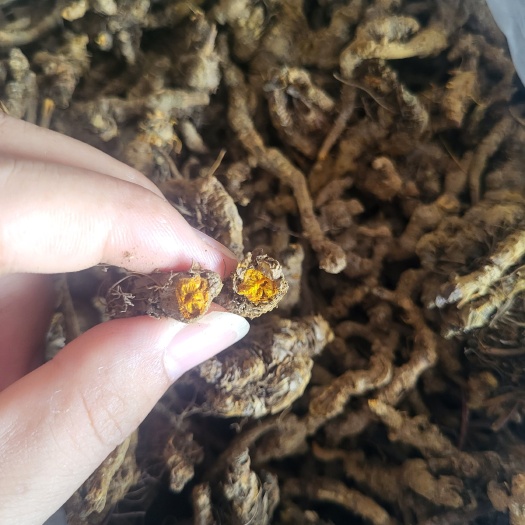 忠县黄连中国黄连之乡的黄连