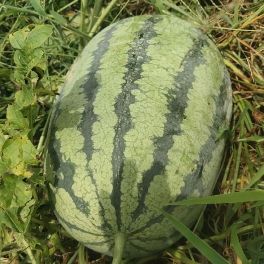 全州县甜瓜王