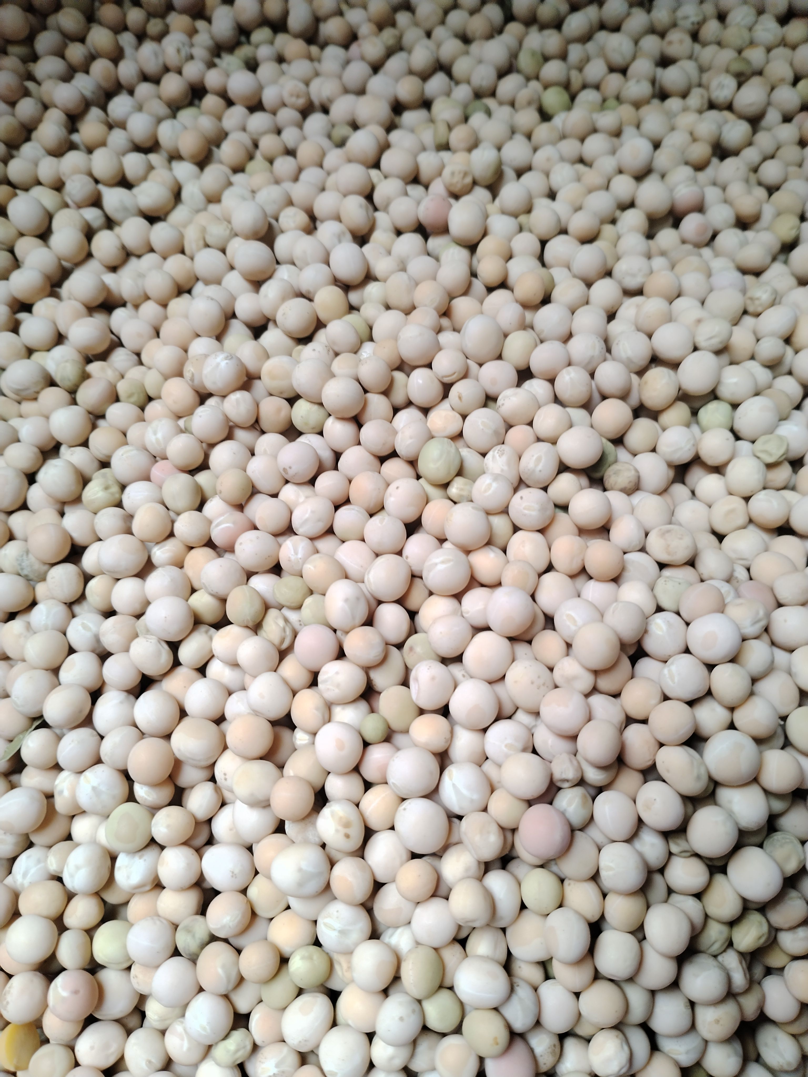 新豌豆种本地豌豆吃豌豆菜豌豆尖可水培豌豆苗白豌豆朱砂红豌豆种