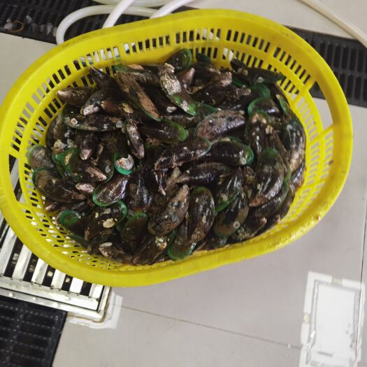 江门青口，5-7个左右一斤