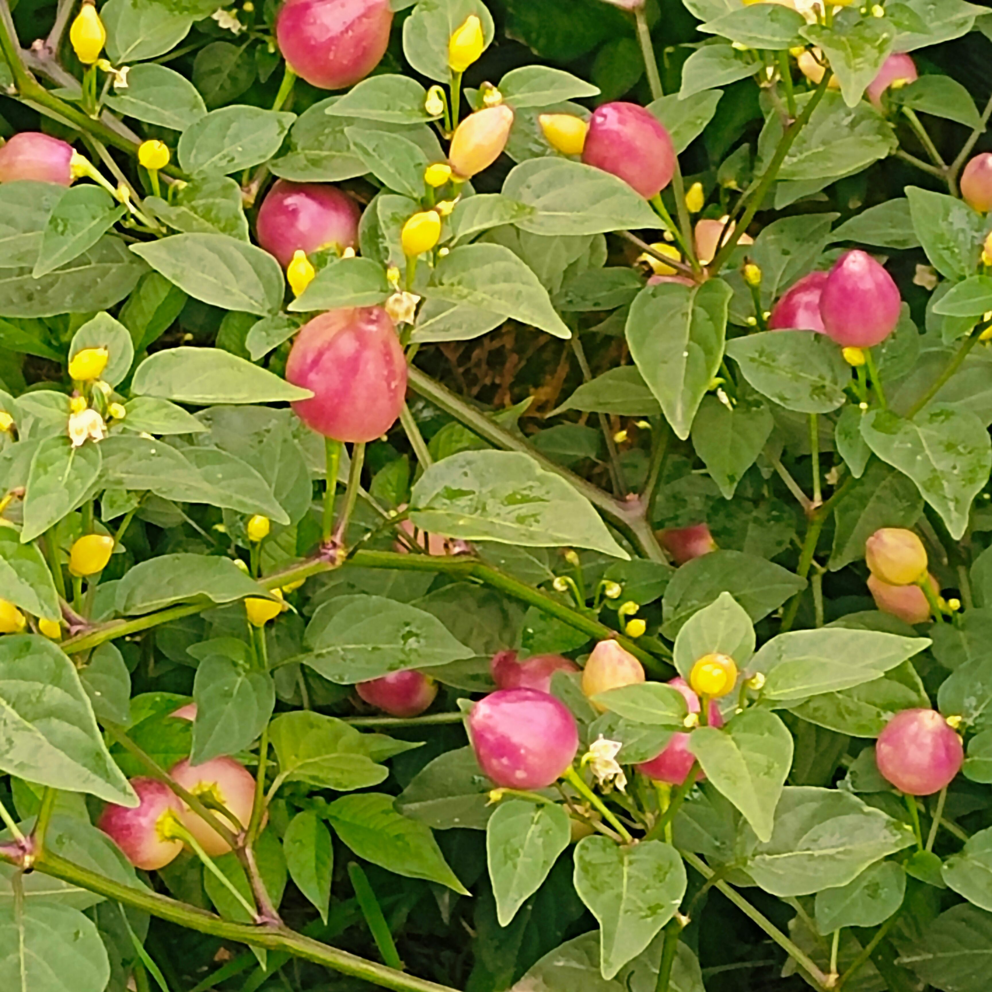 彩椒颜色好，口感好，脆爽
