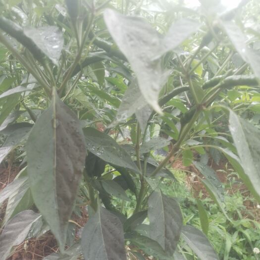 桐梓县高山朝天椒，灯笼椒鲜货
