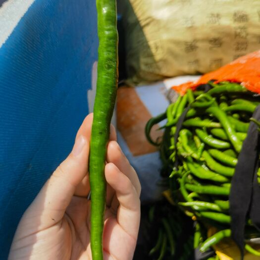 应县山西省朔州市应县南泉乡线椒大量有货