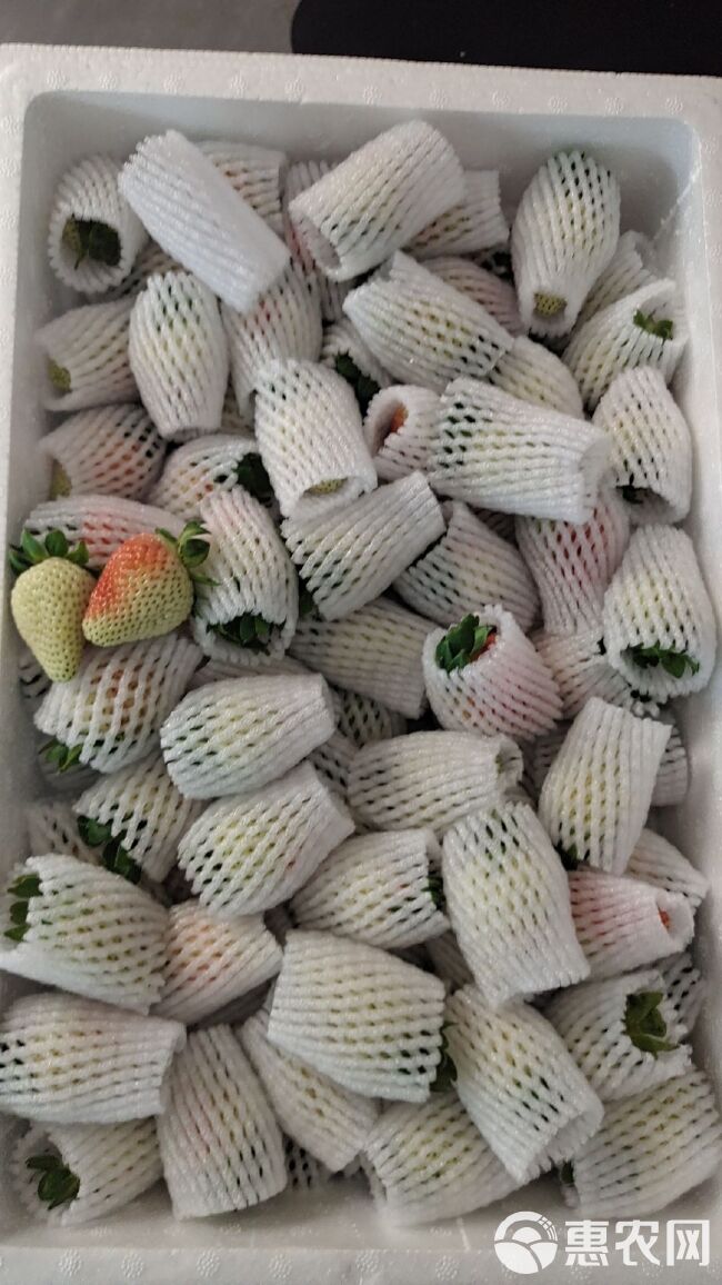 云南夏季草莓9.5斤网套果基地现货直发糖葫芦专用 一件代发