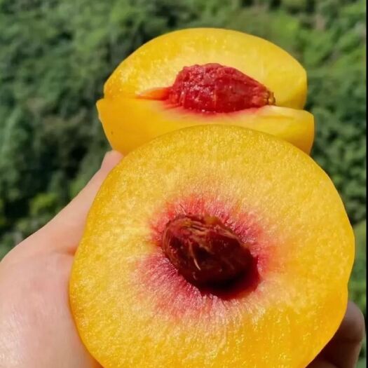 玉屏县黄桃