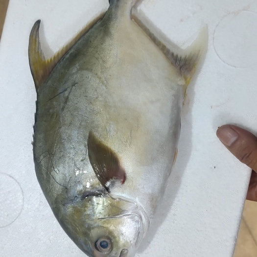 北海深海金鲳鱼