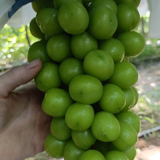 周口阳光玫瑰，串型紧凑均匀、颗粒饱满有光泽、味道香甜纯正！
