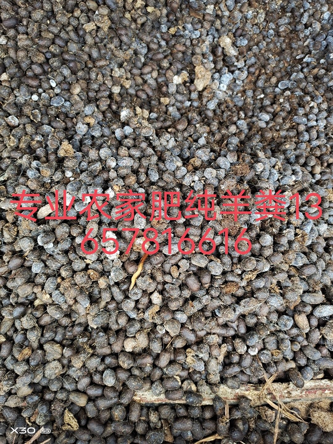纯羊粪
