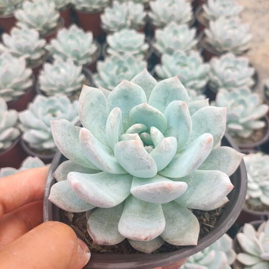 宜良县多肉植物  橙梦露