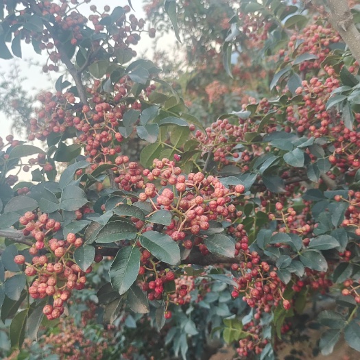 渭南上市花椒，原产地花椒，大颗粒，色正，味号
