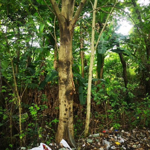 成都黄葛树