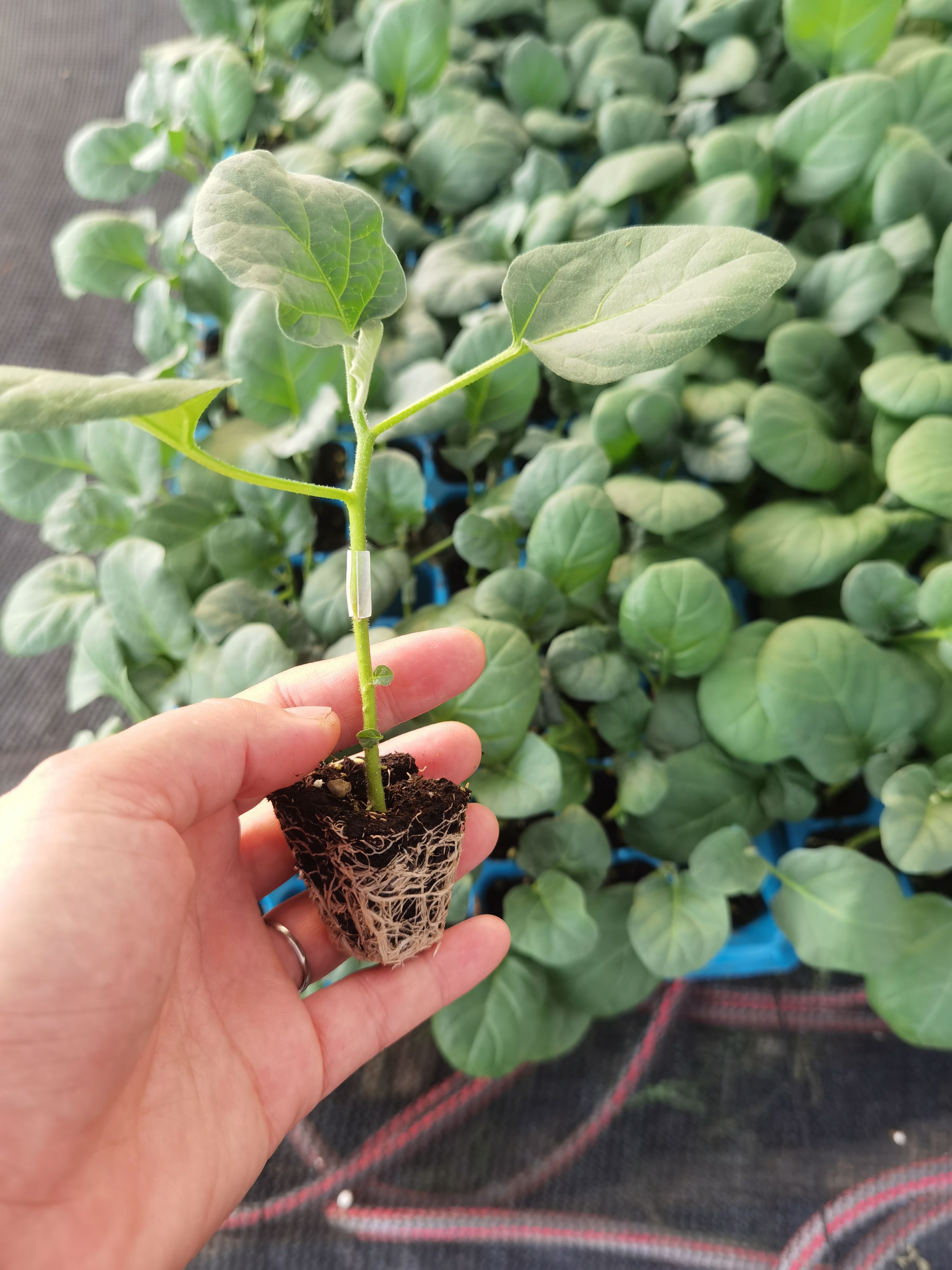 广东省优质茄子苗 ，有中茄、长茄、烧烤茄、圆茄，承诺苗场直供