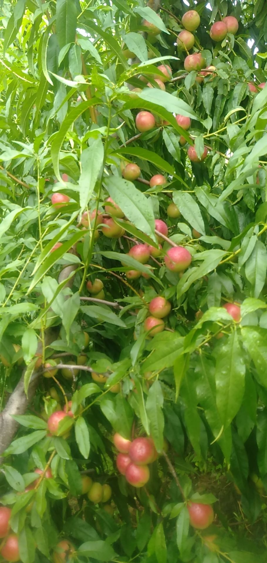 珍珠枣油桃