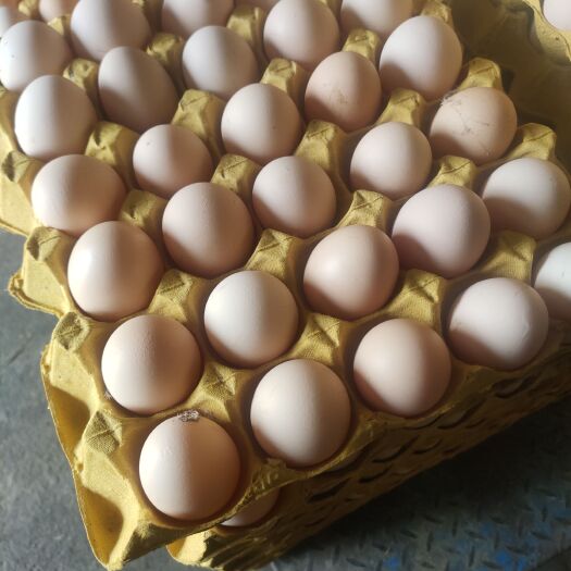 衡东县新鲜鸡蛋