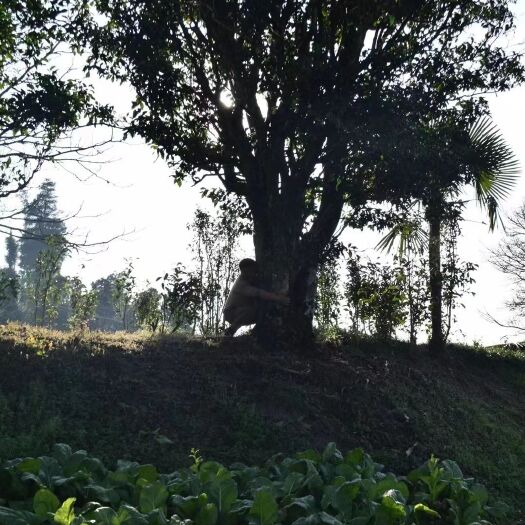 凤庆县红茶 云南滇红 野生千年古树红茶