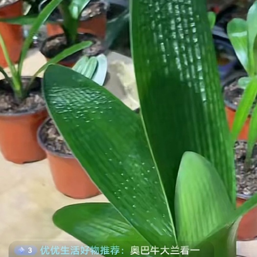 公主岭市君子兰盆栽大量有货