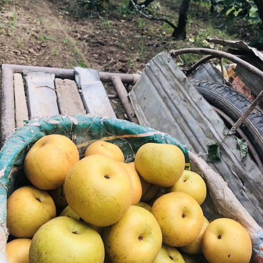 枝江市湖北枝江百里洲精品黄花梨