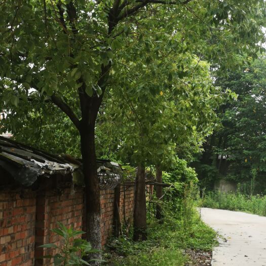 成都坐标四川成都，量大从优，地板价，超实惠