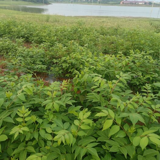 樟树市江西省樟树市，高产中花茣茱萸苗