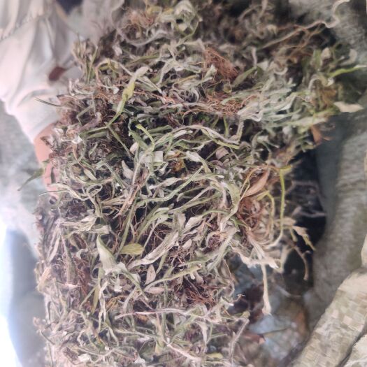 玉林细叶鼠曲草 又叫天青地白 上青下白 或小火草