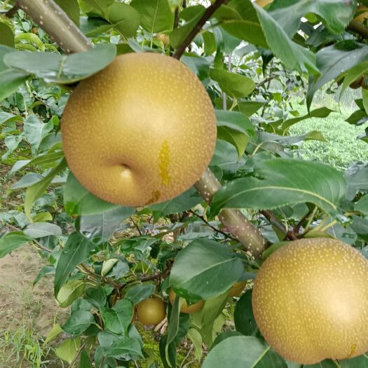 钟祥市华梨大量现货