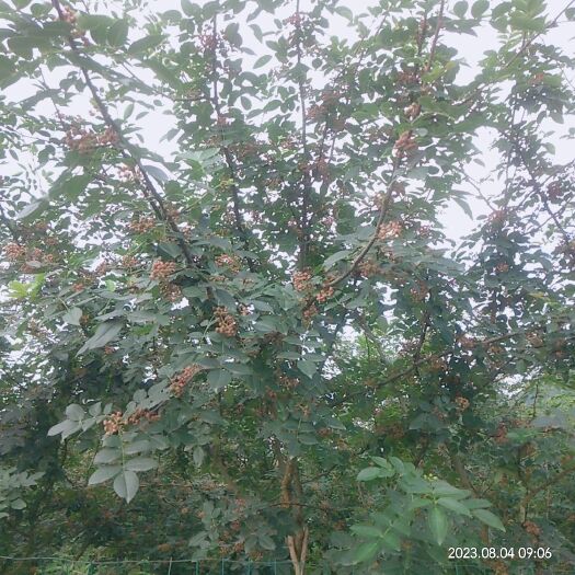 绥阳县自家的本地花椒，果实半红半绿，清香而不带苦味，麻香堪称一绝