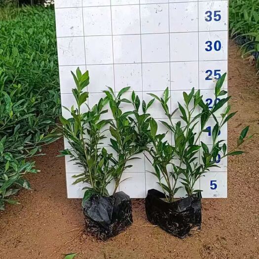 小叶栀子，栀子花