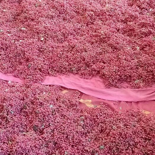 西和县陇南大红袍(油椒)