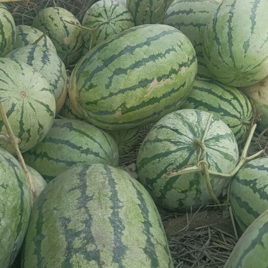 黎平县沙漠西瓜