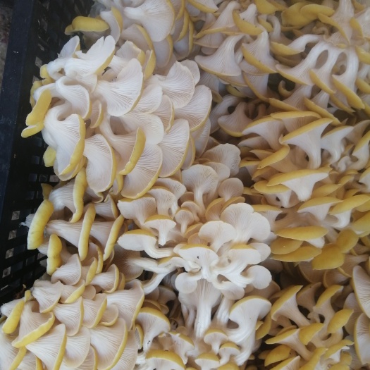 昆明菌之源