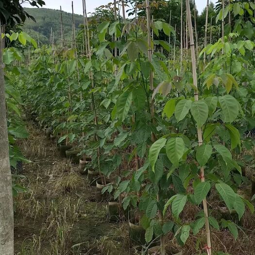 柳城县紫花风铃木