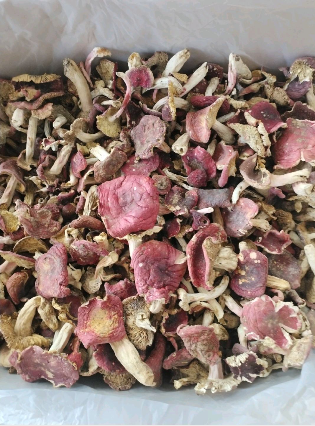 红菇（月子菇，红菇）红菇源产地批发属于源头货一首货源挑选货