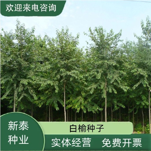 白榆树种子金叶榆钱树防风林水土保持盐碱地造林黑榆大果榆家榆籽