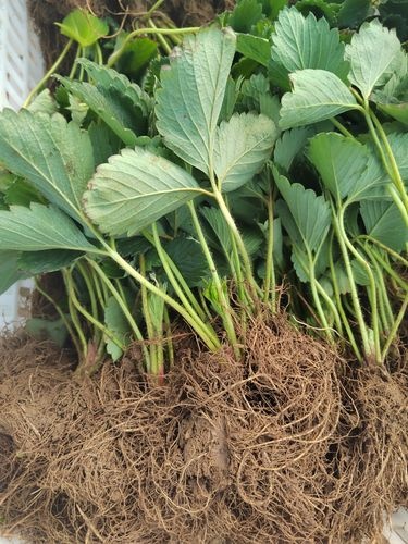 长丰县长丰红颜草莓苗 专业育苗 ，植株健壮，根系发达