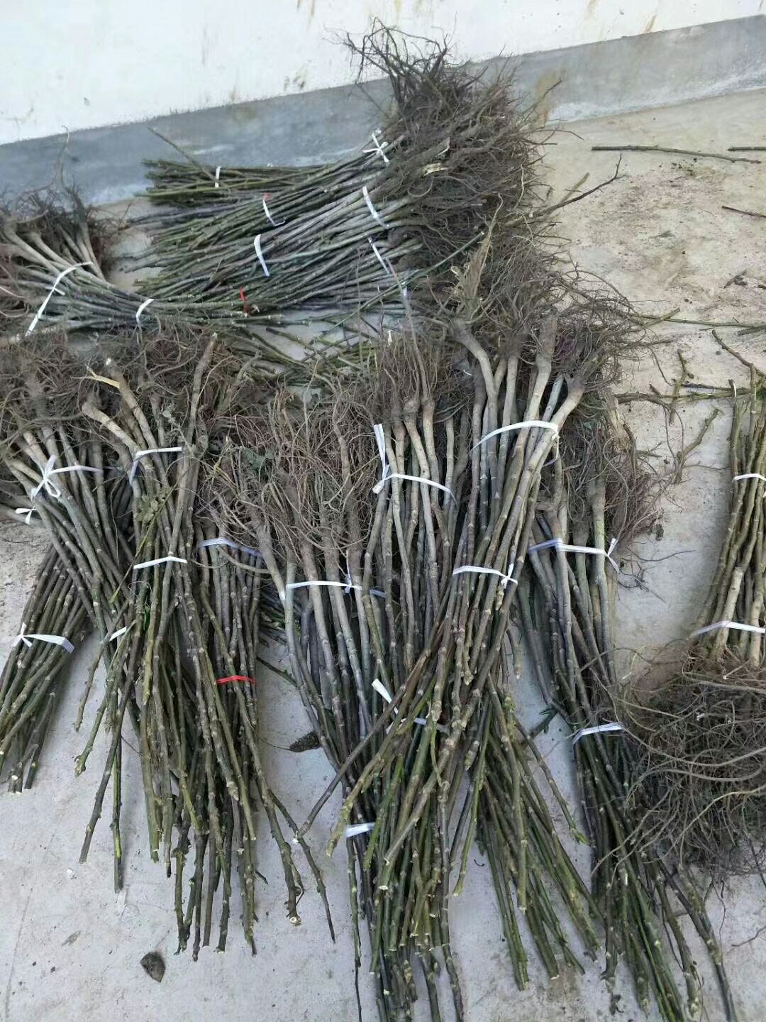 核桃苗出售薄皮核桃树苗价格薄壳香核桃树苗种植