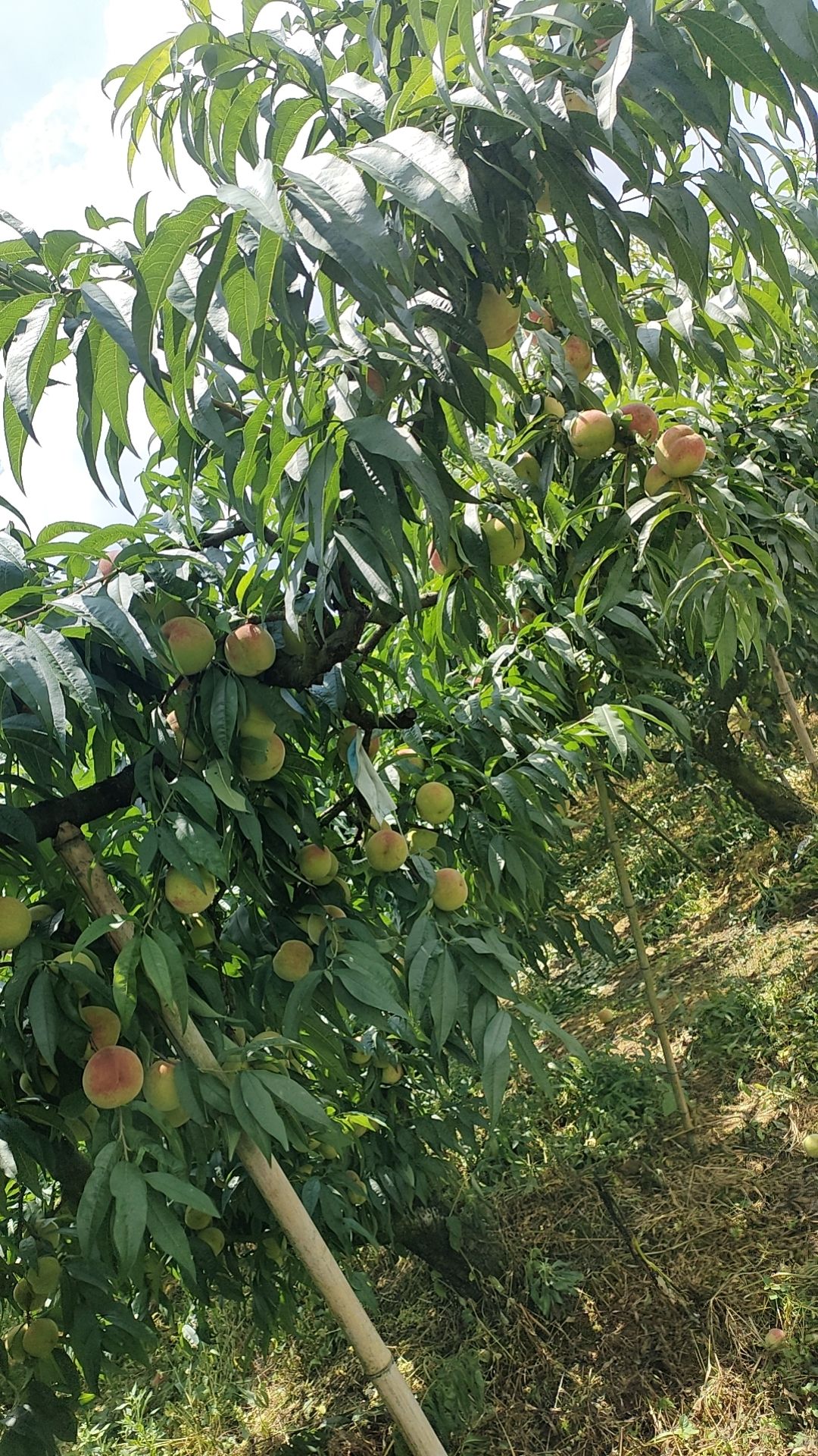 苹果桃