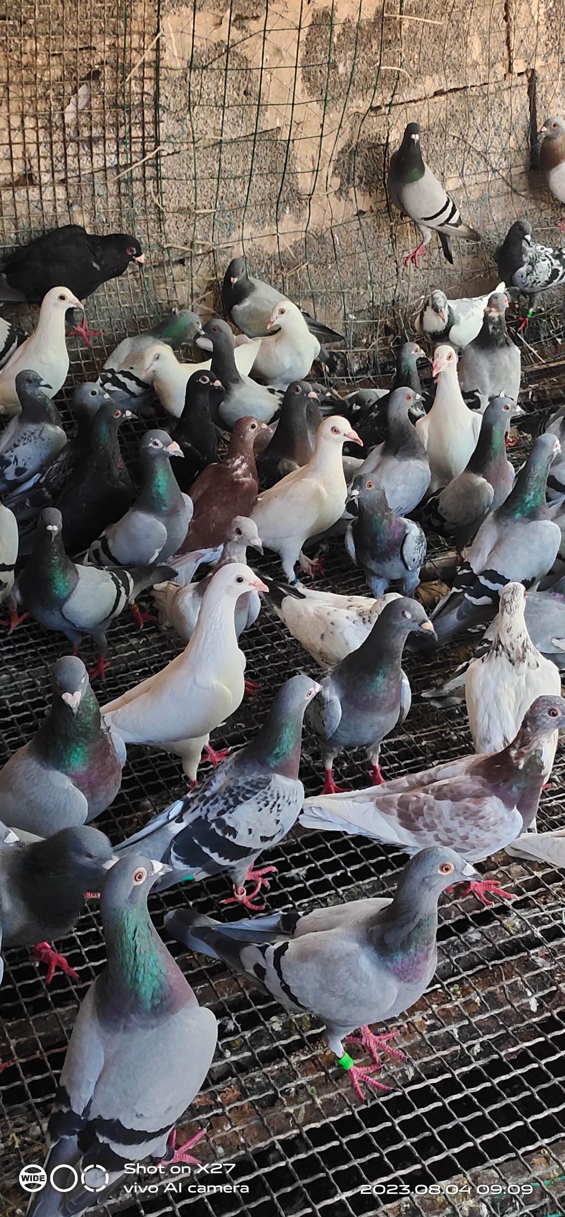 信鸽老鸽2年以上的老鸽子