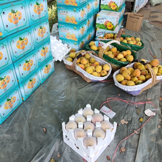 荆州湖北省荆州市江陵县三湖锦绣黄桃