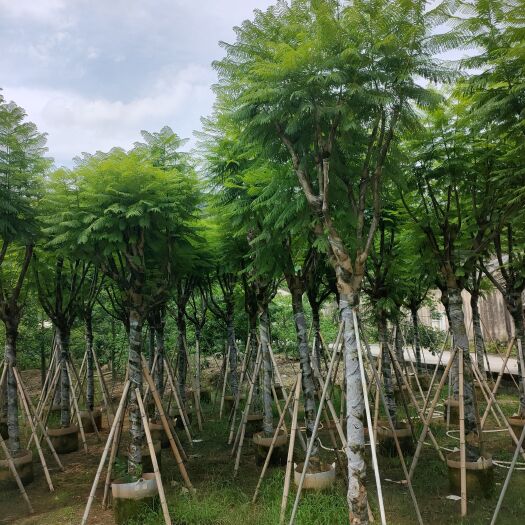揭阳蓝花楹